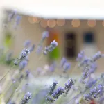 Logis Le Mistral - Restaurant - Montelimar Sud 호텔